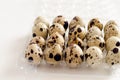Quail eggs in a plastic container on a white background. Royalty Free Stock Photo