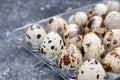 Quail eggs Royalty Free Stock Photo
