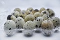 Quail eggs in plastic packaging. Quail eggs on a white background. A delicious snack Royalty Free Stock Photo