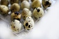 Quail eggs in plastic packaging. Quail eggs on a white background. A delicious snack Royalty Free Stock Photo
