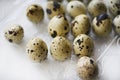 Quail eggs in plastic packaging. Quail eggs on a white background. A delicious snack Royalty Free Stock Photo