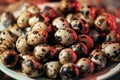 Quail eggs in a plate on the background of quails. Royalty Free Stock Photo