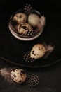 Quail eggs plate on a black background.Organic natural bio quail eggs with feathers.Useful healthy food