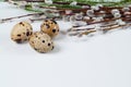 Quail eggs with willow on white background. Easter, Spring holidays