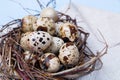 quail eggs Royalty Free Stock Photo