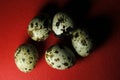 Quail eggs on Red background