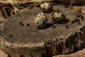 Quail eggs on a roung log. Close up Royalty Free Stock Photo