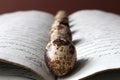 Quail eggs in a row on an old opened book Royalty Free Stock Photo