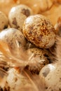 Quail eggs set with feathers in the straw close-up in the sun.Small speckled eggs and brown fluffy feathers. healthy