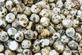 Quail eggs shell heap a lot of on sackcloth background. Royalty Free Stock Photo