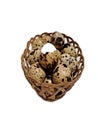 quail eggs in small wooden basket isollated with white background