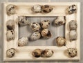 Quail eggs