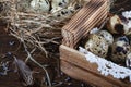 Quail eggs still life. Quail eggs lie in a nest of hay and in a wooden box on a lace napkin Royalty Free Stock Photo