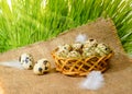 quail eggs with straw and feathers in basket on burlap and spring green grass with sun beams, Easter concept Royalty Free Stock Photo