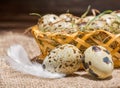 Quail eggs with straw and feathers in basket on burlap wooden ba Royalty Free Stock Photo