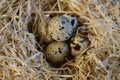 Quail eggs in a straw nest, macro photo. Royalty Free Stock Photo