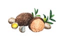 Quail eggs and truffle. Illustrasion watercolor