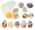 Quail eggs whole and broken collection, isolated on white with c Royalty Free Stock Photo