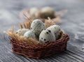 Quail eggs in a wicker basket on a grey wooden background Royalty Free Stock Photo