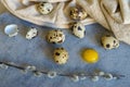 Quail eggs and willow branch with beige cloth Royalty Free Stock Photo