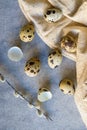 Quail eggs and willow branch with beige cloth Royalty Free Stock Photo