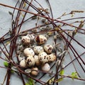 Quail eggs and willow branches nest on concrete gray background. Easter decoration and springtime concept. Top view, flatlay,