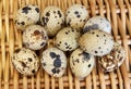 Quail eggs on wisker basket Royalty Free Stock Photo