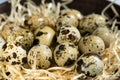 Quail eggs on a wooden chip. A closeup. Easter concept