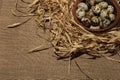Quail eggs on a wooden plate over dark old wooden background Royalty Free Stock Photo