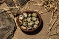 Quail eggs on a wooden plate over dark old wooden background Royalty Free Stock Photo