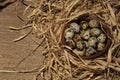 Quail eggs on a wooden plate over dark old wooden background Royalty Free Stock Photo