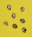 Quail eggs on yellow background with small feather Royalty Free Stock Photo