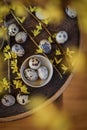Quail eggs and yellow Forsythia blooms in bokeh on a rustic chair