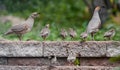 A Quail Family Outing Royalty Free Stock Photo