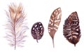 Quail feathers isolated on the white background. Handdrawn watercolor work