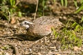 A Quail feeding on seeds Royalty Free Stock Photo