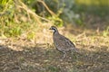 A Quail foraging in a field Royalty Free Stock Photo