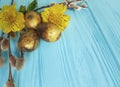 quail golden eggs, willow on a blue wooden background Royalty Free Stock Photo