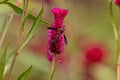 Quail Grass Flowering Plant with a wasp Royalty Free Stock Photo