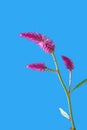 Quail Grass Latin name Celosia Argentea Royalty Free Stock Photo