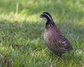 Quail on the grass Royalty Free Stock Photo