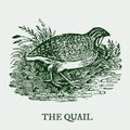 The quail. Illustration after a vintage woodcut engraving