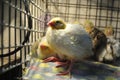 Quail in the incubator