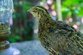 Quail living in free-range Royalty Free Stock Photo