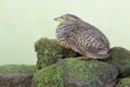 A quail is looking for food on a moss-covered rock. Royalty Free Stock Photo