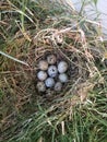 Quail nest