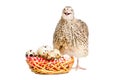 Quail next to a basket of quail eggs Royalty Free Stock Photo