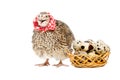 Quail next to a basket of quail eggs Royalty Free Stock Photo