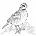 Quail Outline Coloring Page For Children\'s Coloring Book