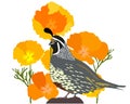 Quail and Poppies Vector Illustration.